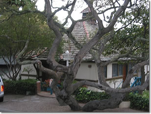 Photograph of a uniquely gnarled oak tree in front of the cottage containing room 203 at the Normandy Inn, Carmel California. Image copyright © Philip W. Tyo 2008