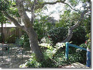 Photograph of the oak tree in the courtyard in between cottage rooms 203 and 207 at the Normandy Inn. Image copyright © Philip W. Tyo 2008