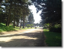 A photograph of the tree-lined entry into Sutro Heights Park in San Francisco, California.  Image copyright © Philip W. Tyo 2007